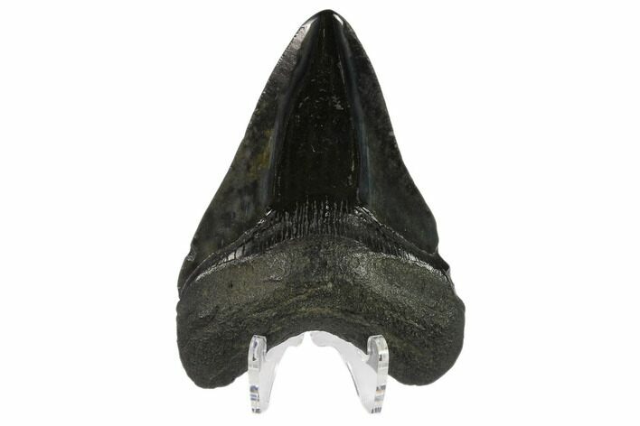 Fossil Megalodon Tooth - Polished Blade #130744